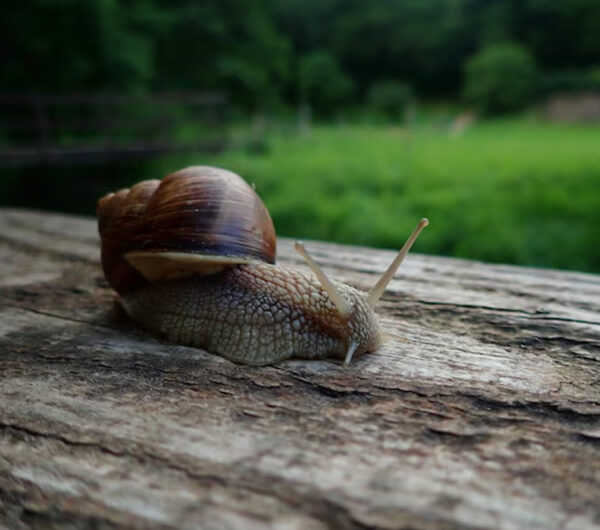 Snail